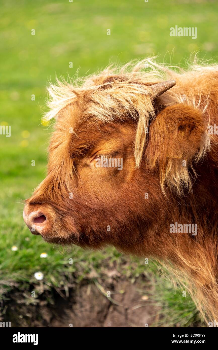 Highland cow / Scottish cattle. Livestock grazing Stock Photo - Alamy