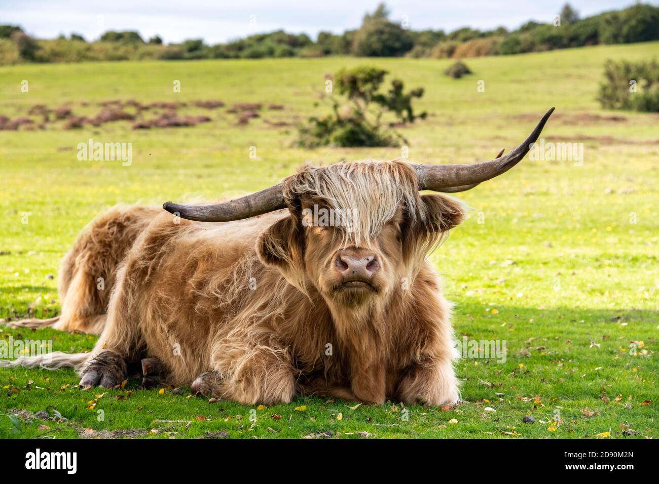 Highland cow / Scottish cattle. Livestock grazing Stock Photo - Alamy