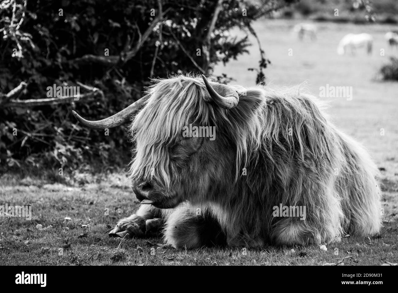 Highland cow / Scottish cattle. Livestock grazing Stock Photo Alamy