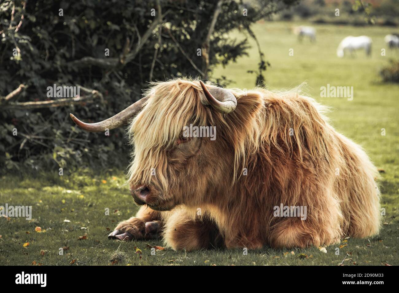 Highland cow / Scottish cattle. Livestock grazing Stock Photo - Alamy