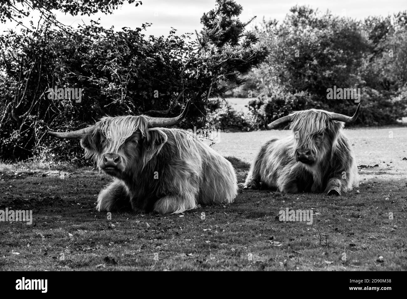 Highland cow / Scottish cattle. Livestock grazing. Stock Photo