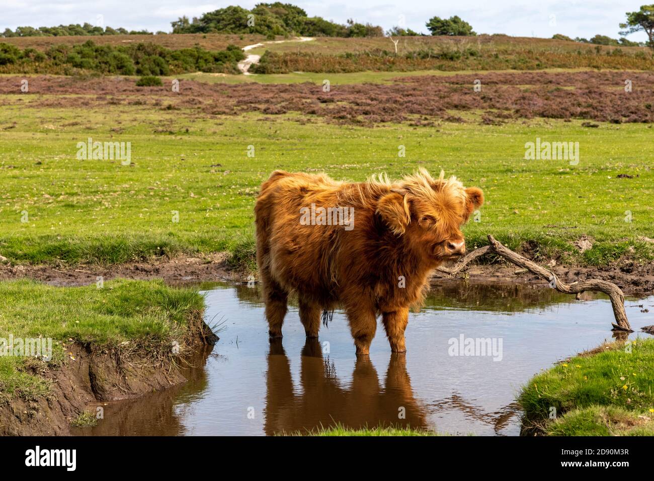 Highland cow / Scottish cattle. Livestock grazing. Stock Photo