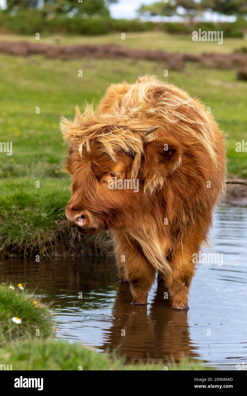 Highland cow / Scottish cattle. Livestock grazing Stock Photo - Alamy