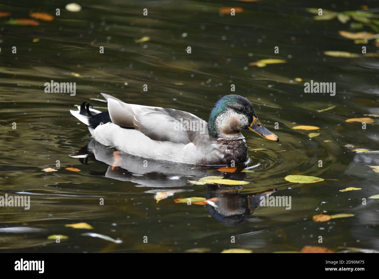 Drake Mallard Duck (Anas platyrhynchos) on a Leafy Pond in Autumn in Staffordshire, UK Stock Photo