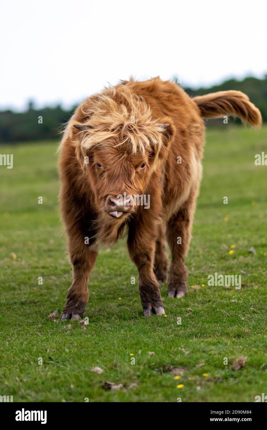 Highland cow / Scottish cattle. Livestock grazing Stock Photo - Alamy