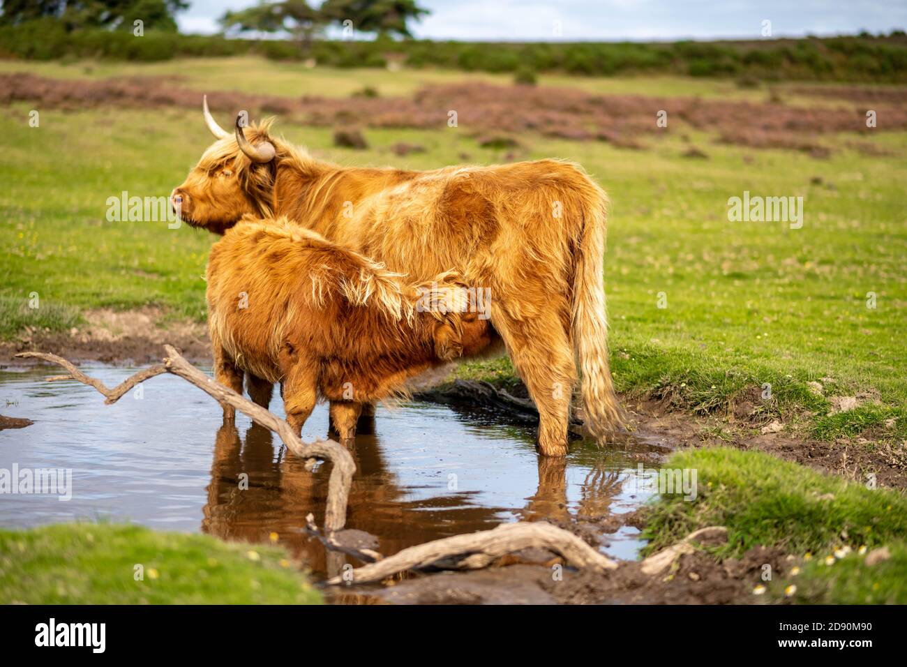 Highland cow / Scottish cattle. Livestock grazing Stock Photo - Alamy
