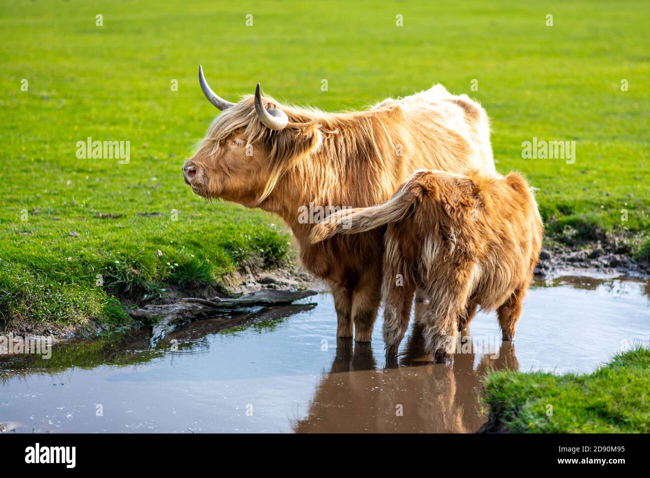 Highland cow / Scottish cattle. Livestock grazing Stock Photo - Alamy