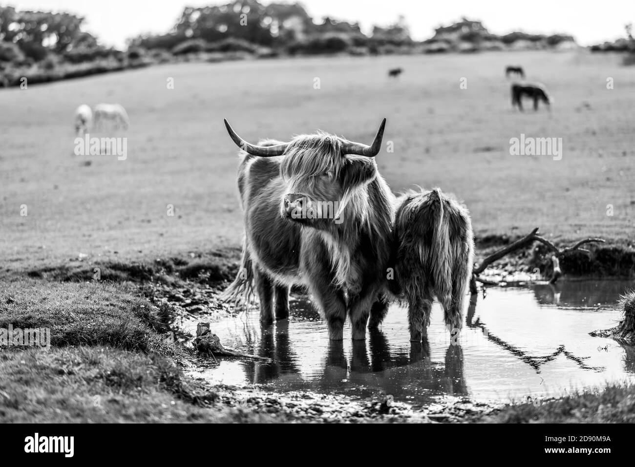Highland cow / Scottish cattle. Livestock grazing Stock Photo Alamy