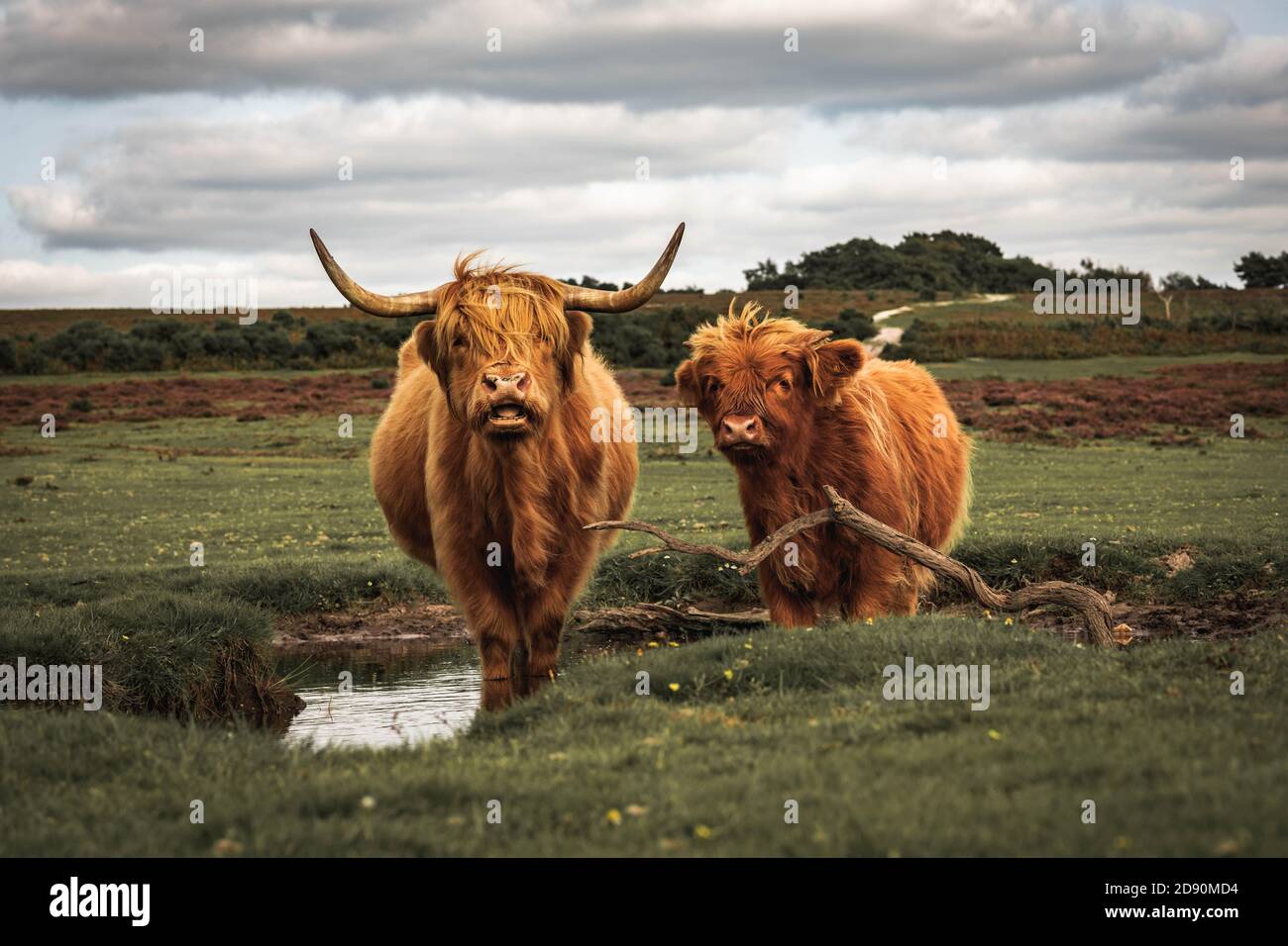 Highland cow / Scottish cattle. Livestock grazing Stock Photo - Alamy