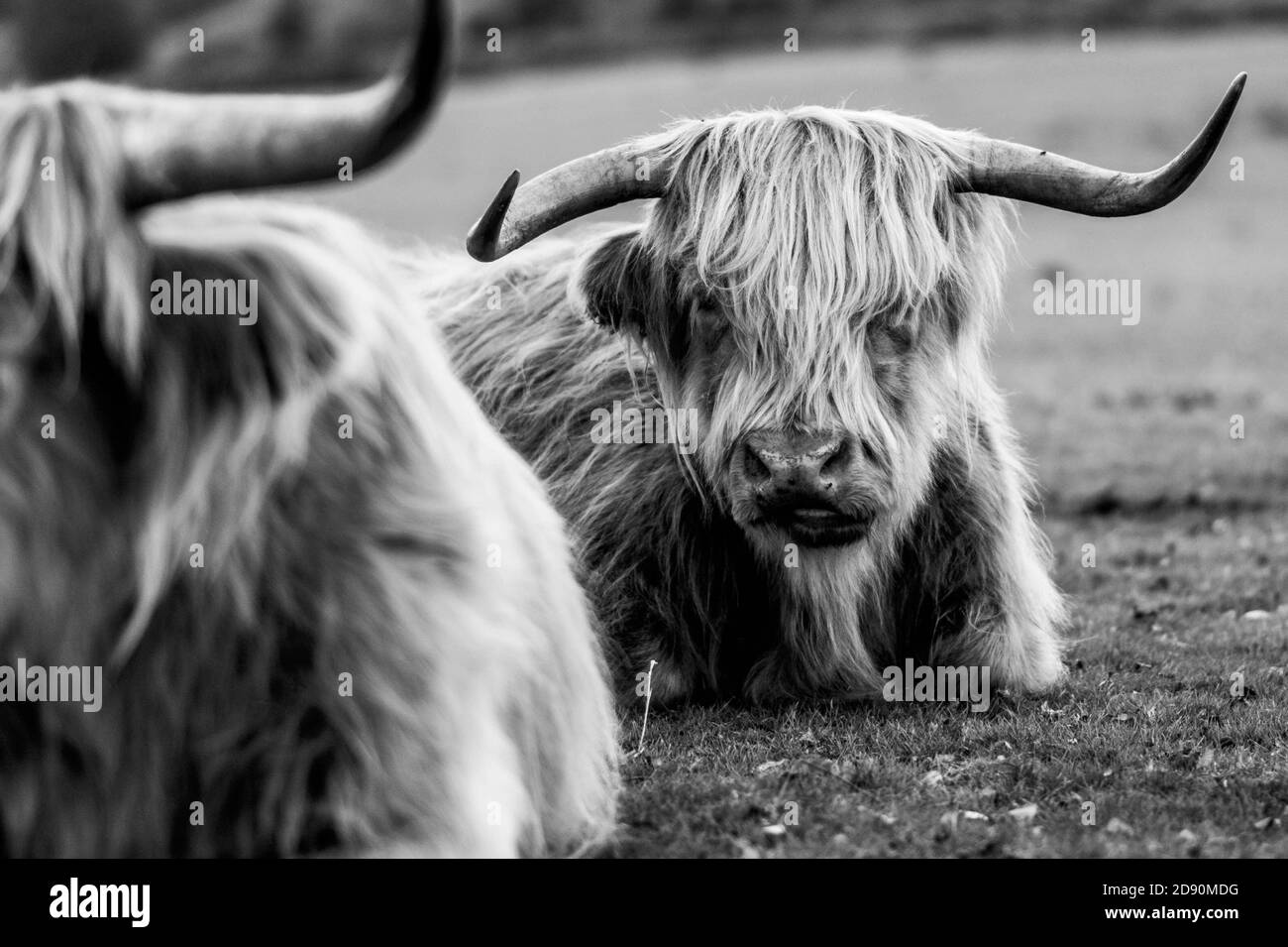Highland cow / Scottish cattle. Livestock grazing Stock Photo - Alamy