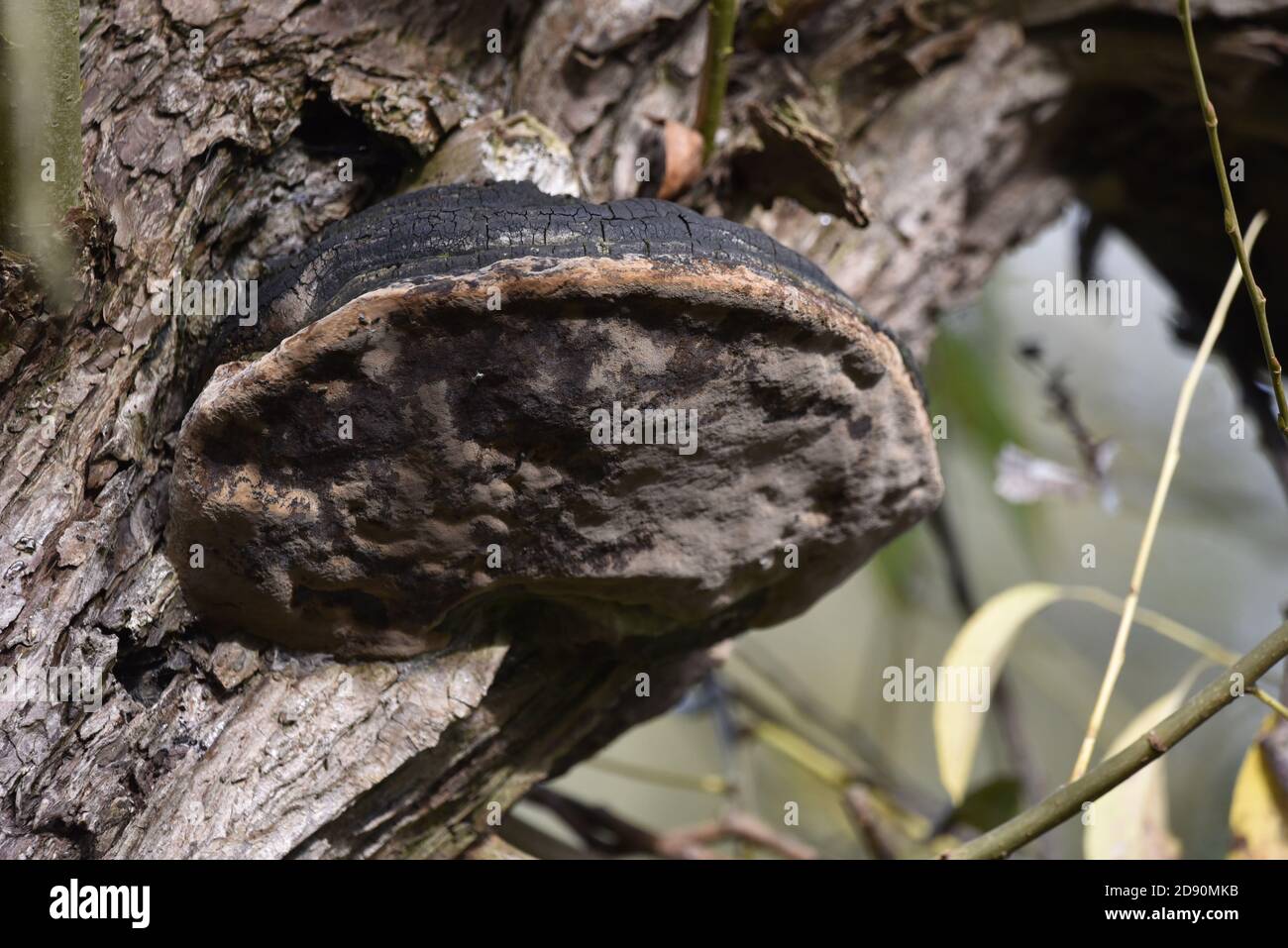 Close Up of Hoof Fungus, Fomes fomentarius, on Decaying Tree Trunk in a UK Nature Reserve Stock Photo