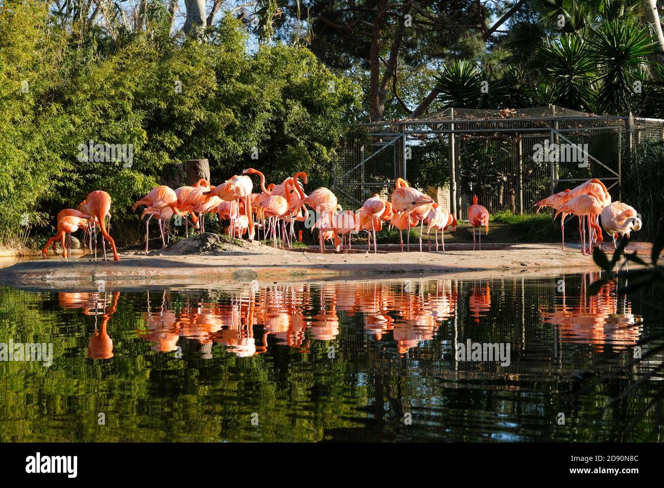 Lake with beautiful pink flamingos surrounded with lush plants on a sunny day in Barcelona, Spain. Stock Photo