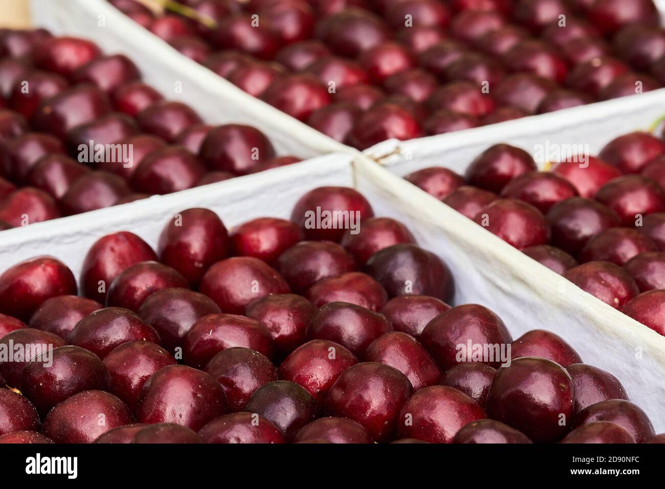 cherry ripe sweet viburnum cherry background Stock Photo