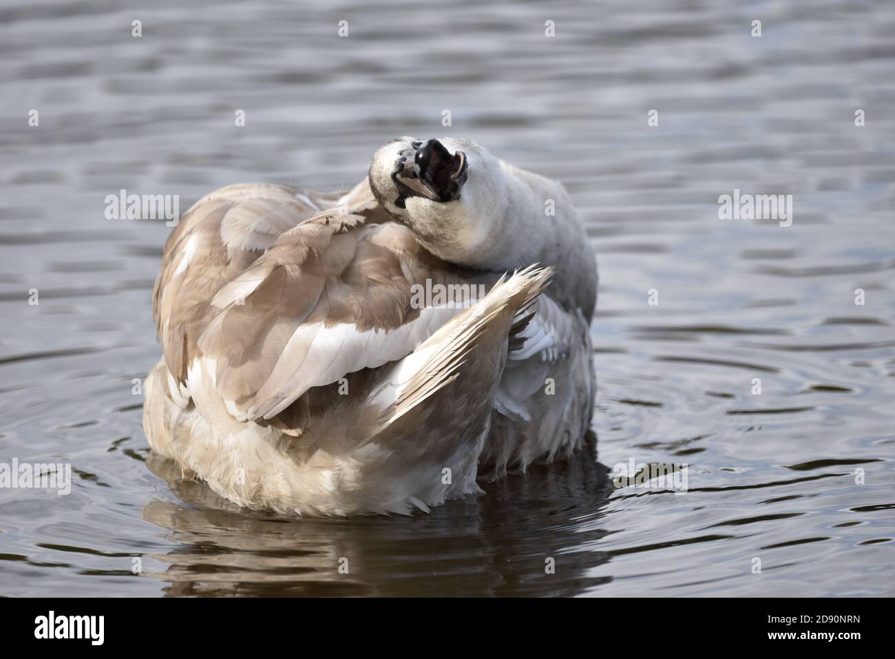 Mute Swan, Cygnus olor, Juvenile, Facing Camera Whilst Preening in Autumn in the UK Stock Photo
