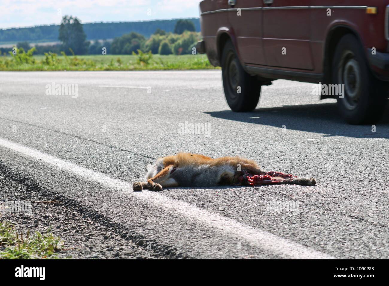 A dead fox lies on the asphalt, hit by a car. Wild animals protection  concept. Flies sit on the muzzle of a dead wild animal Stock Photo - Alamy