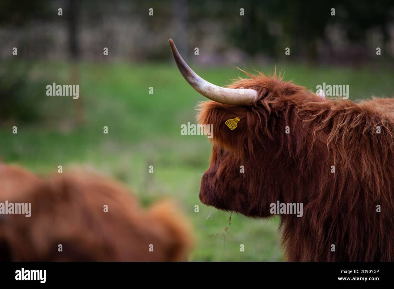 highlander cow on a field. cute and big with big horns and long hair ...
