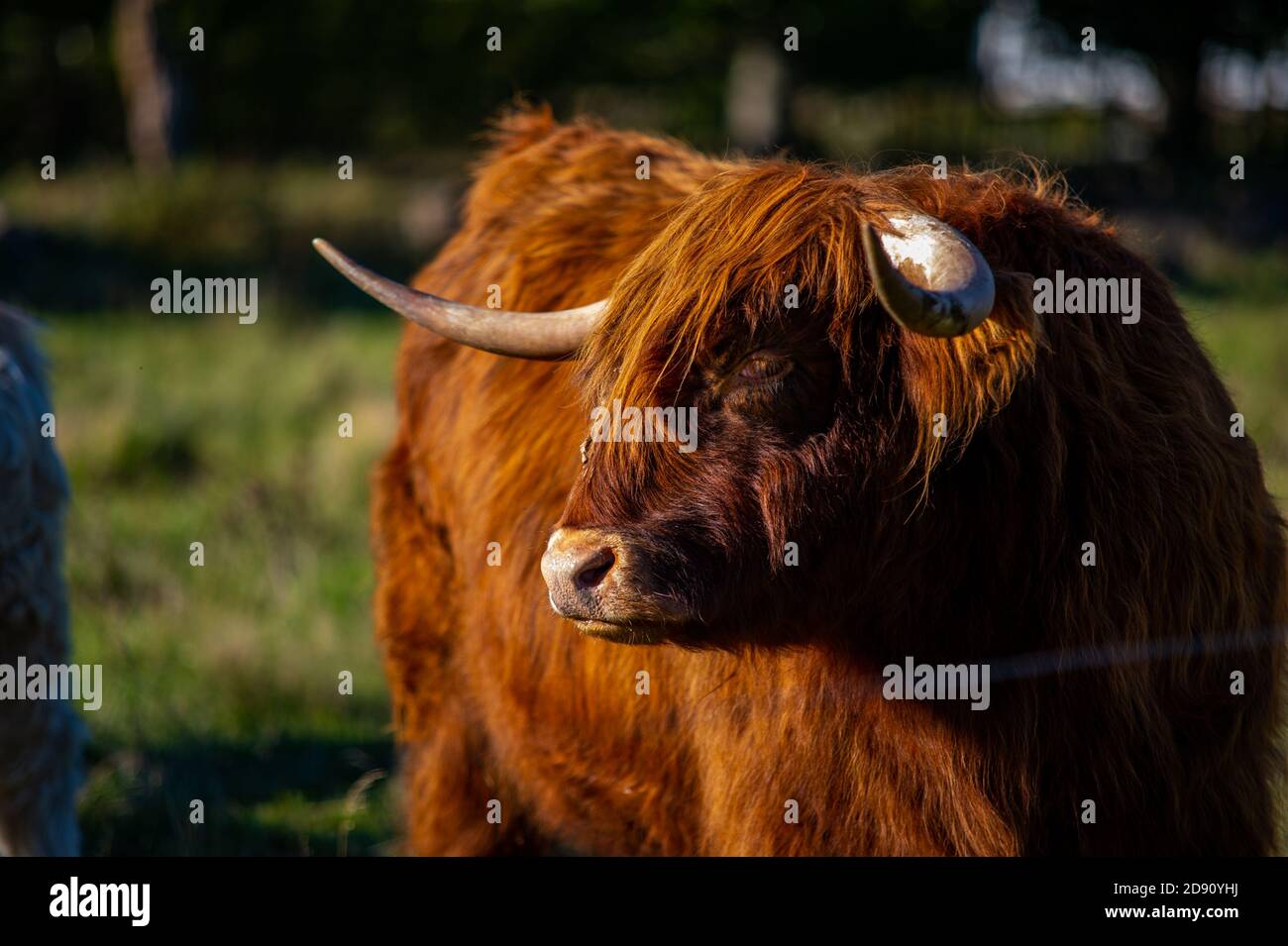 highlander cow on a field. cute and big with big horns and long hair ...