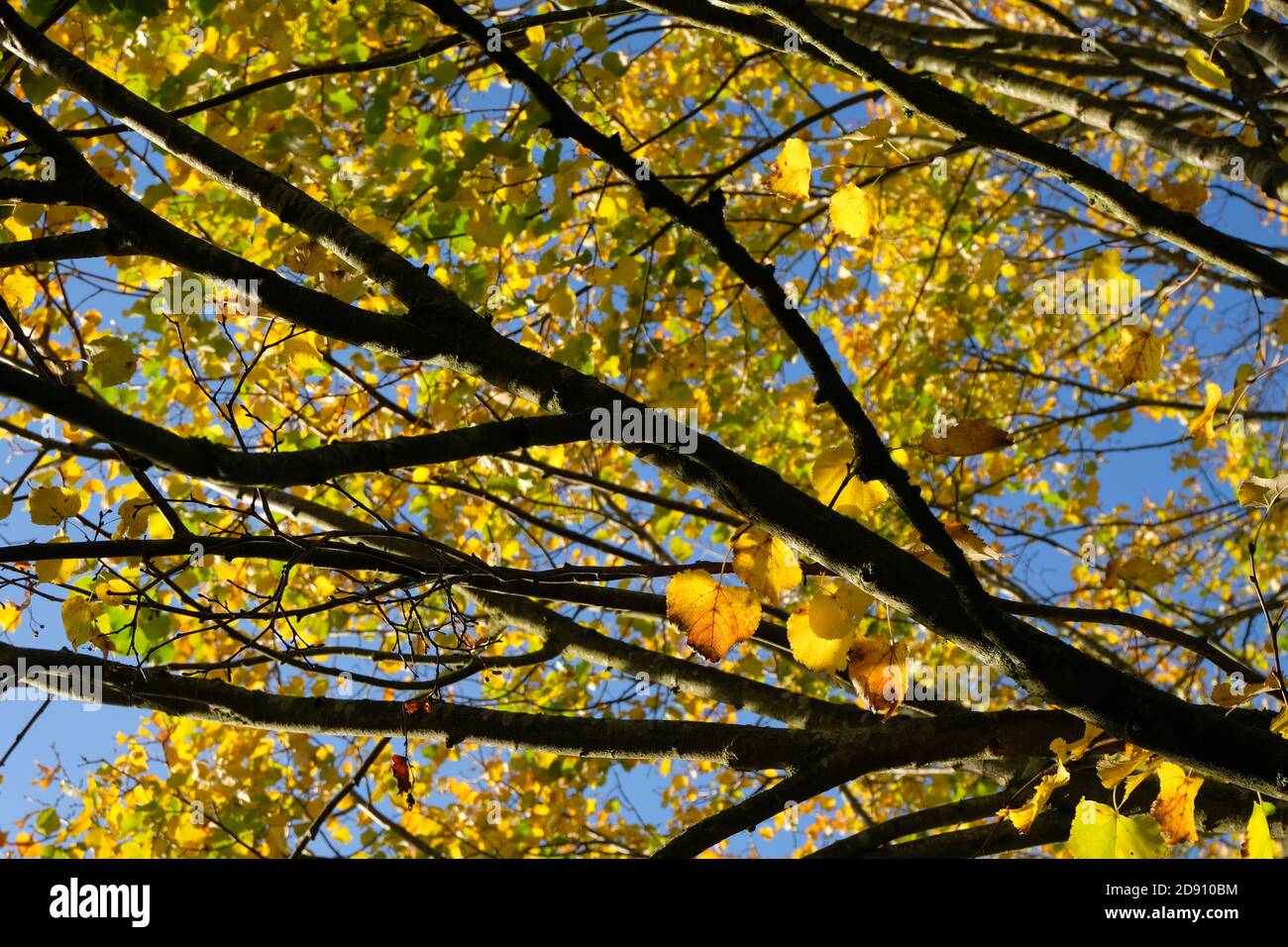 Close up photo of these bright yellow leaves. Stock Photo