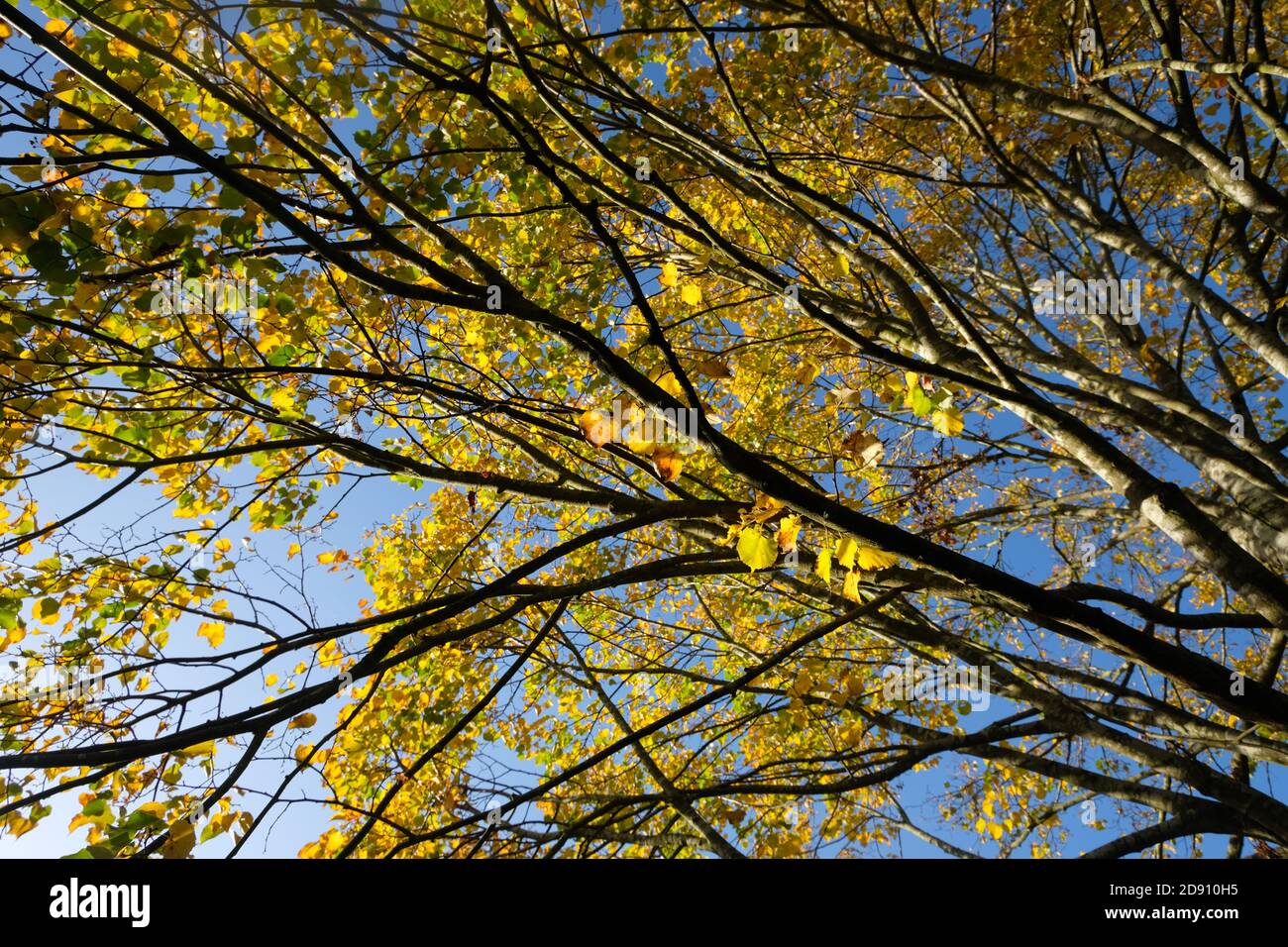 A close up shot of these lovely yellow leaves, against this bright blue sky.  Taken on a sunny autumn morning walk. Stock Photo