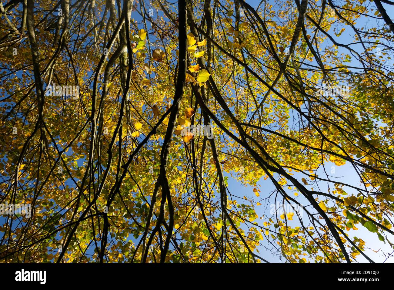 A close up shot of these lovely yellow leaves against the bright blue sky. Stock Photo