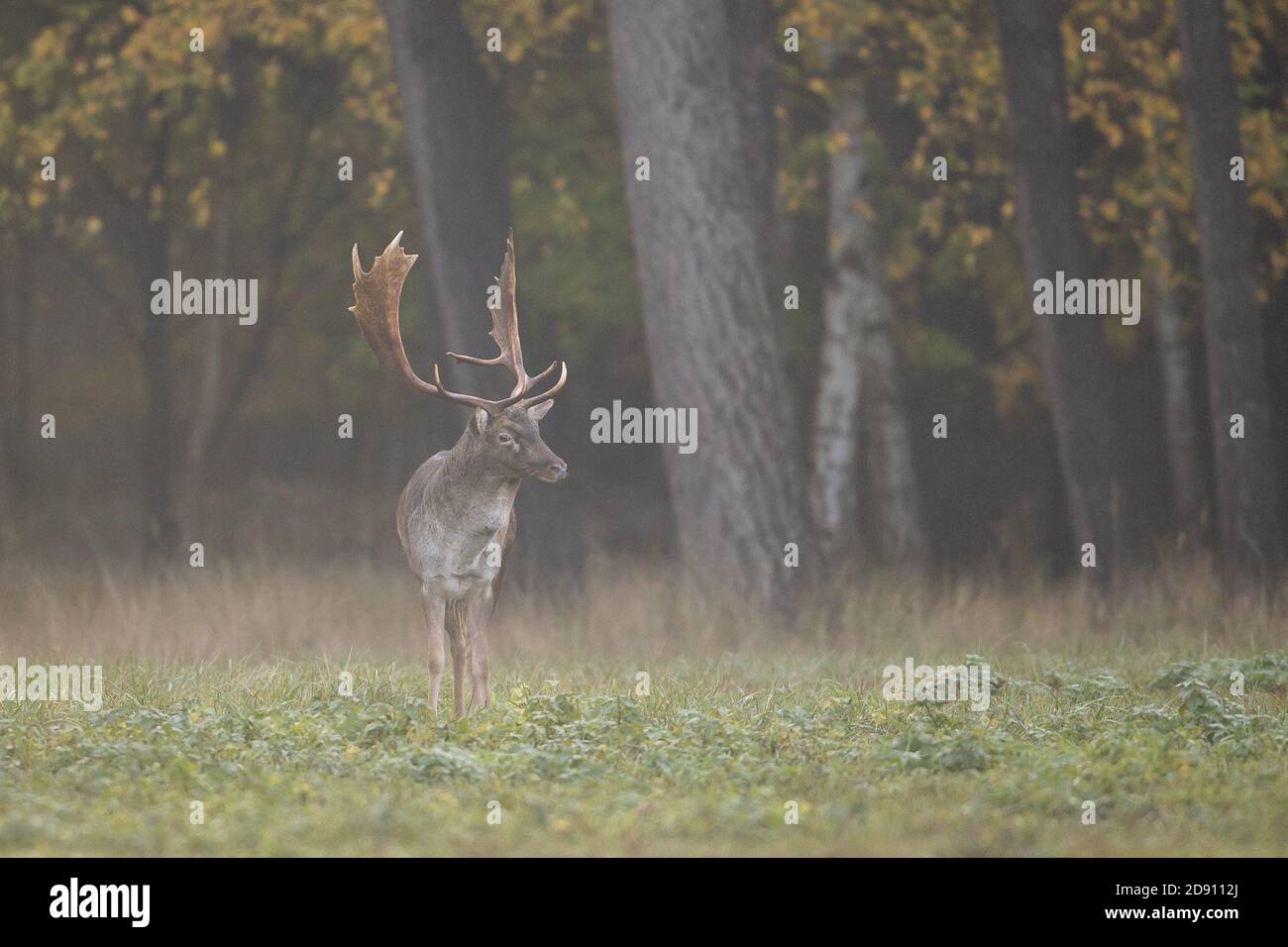 Capital fallow deer hires stock photography and images Alamy