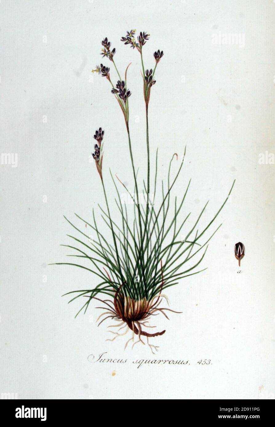Juncus squarrosus — Flora Batava — Volume v6. Stock Photo