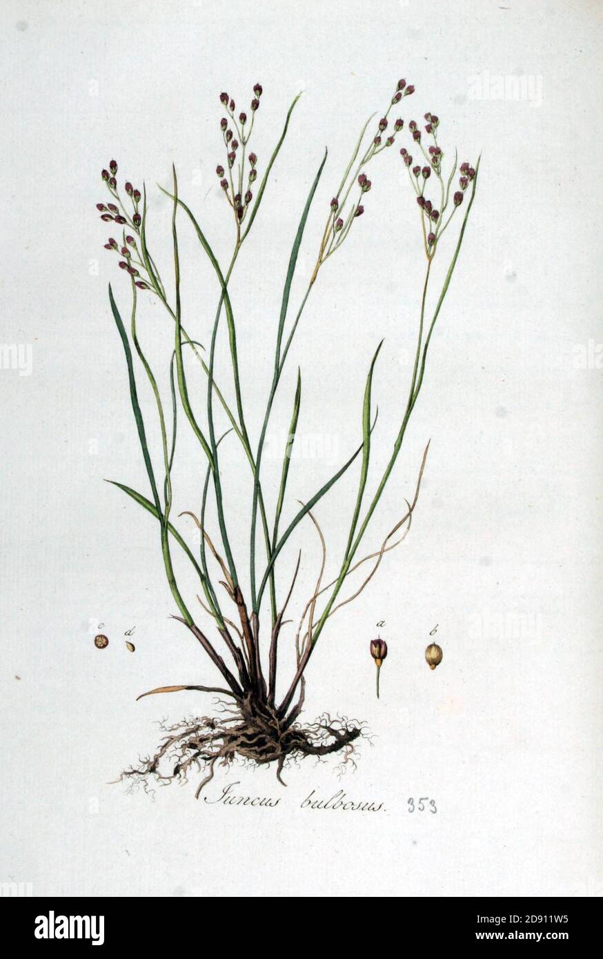 Juncus bulbosus — Flora Batava — Volume v5. Stock Photo