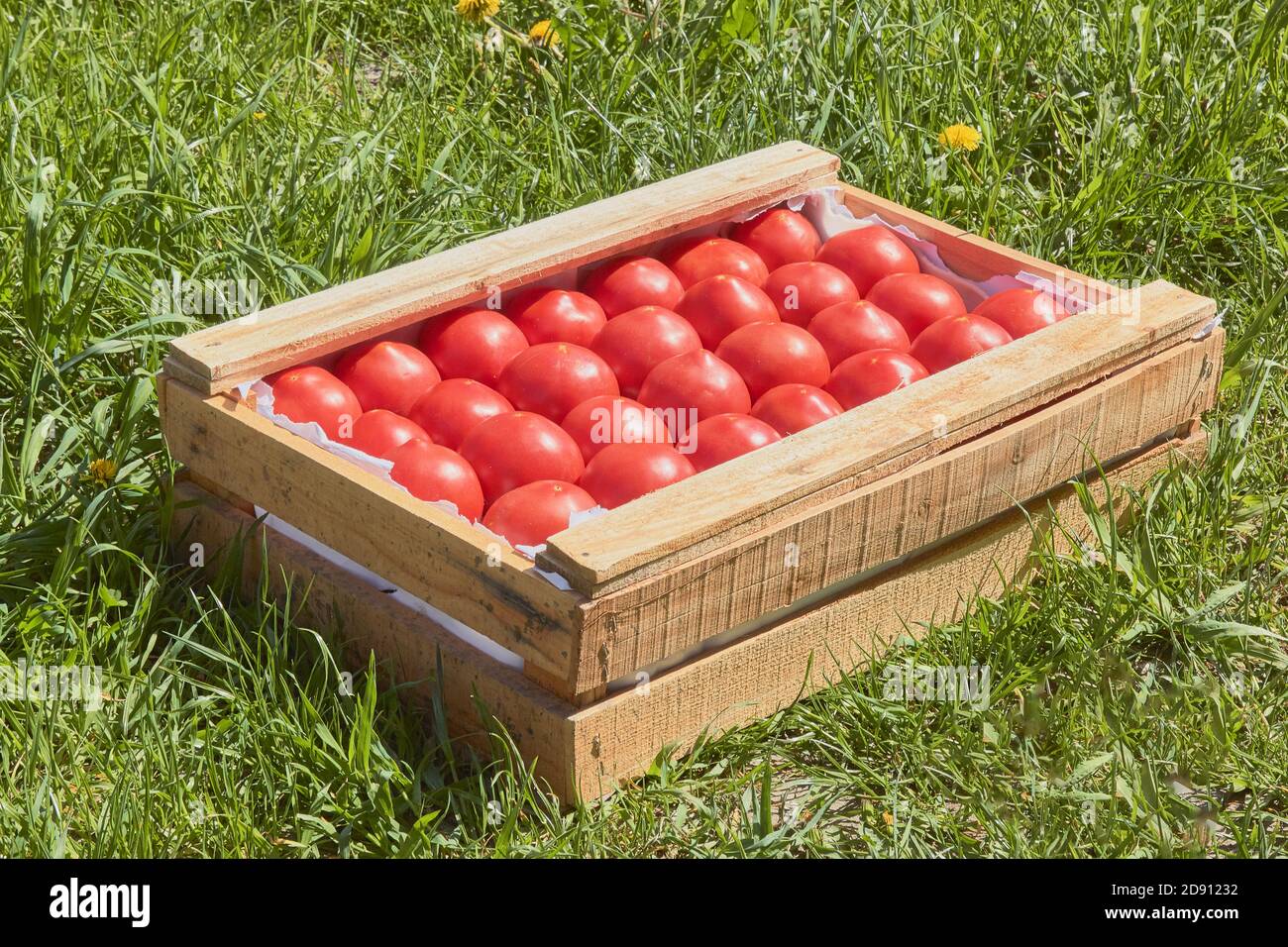 Sunny box of red ripe tomatoes on the grass Stock Photo