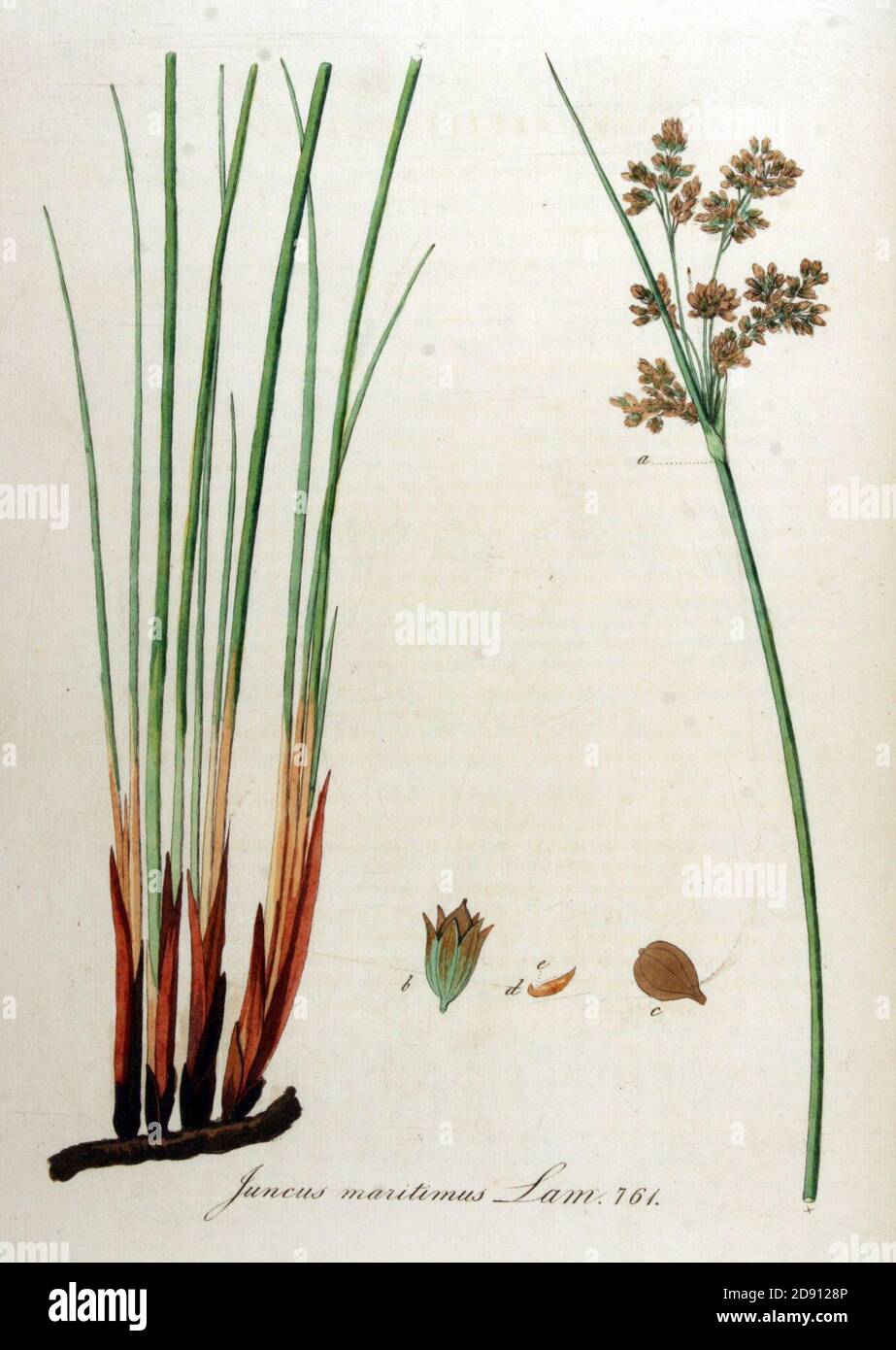 Juncus maritimus — Flora Batava — Volume v10. Stock Photo