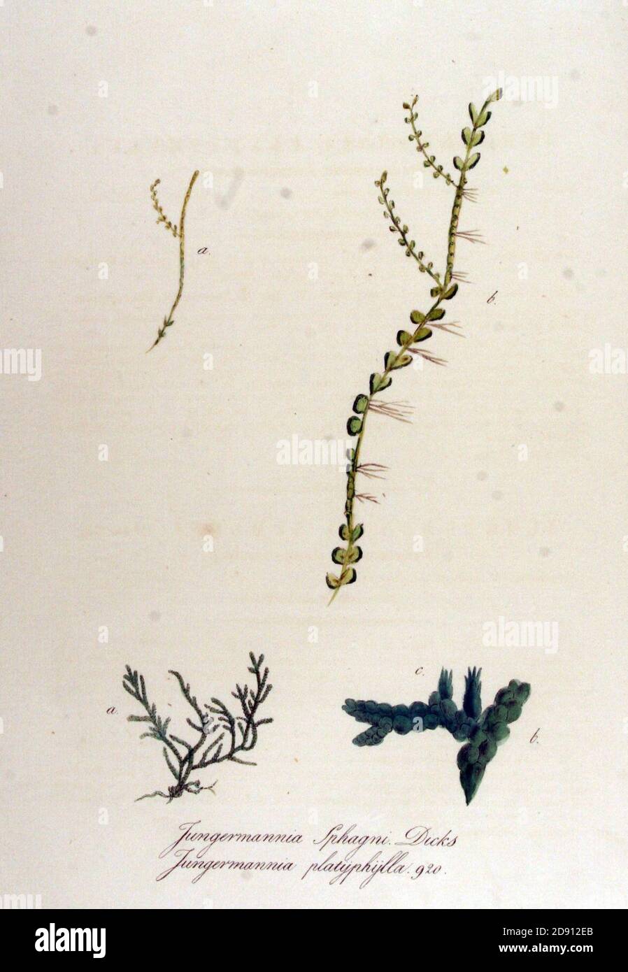 Jungermannia platyphylla — Flora Batava — Volume v12. Stock Photo