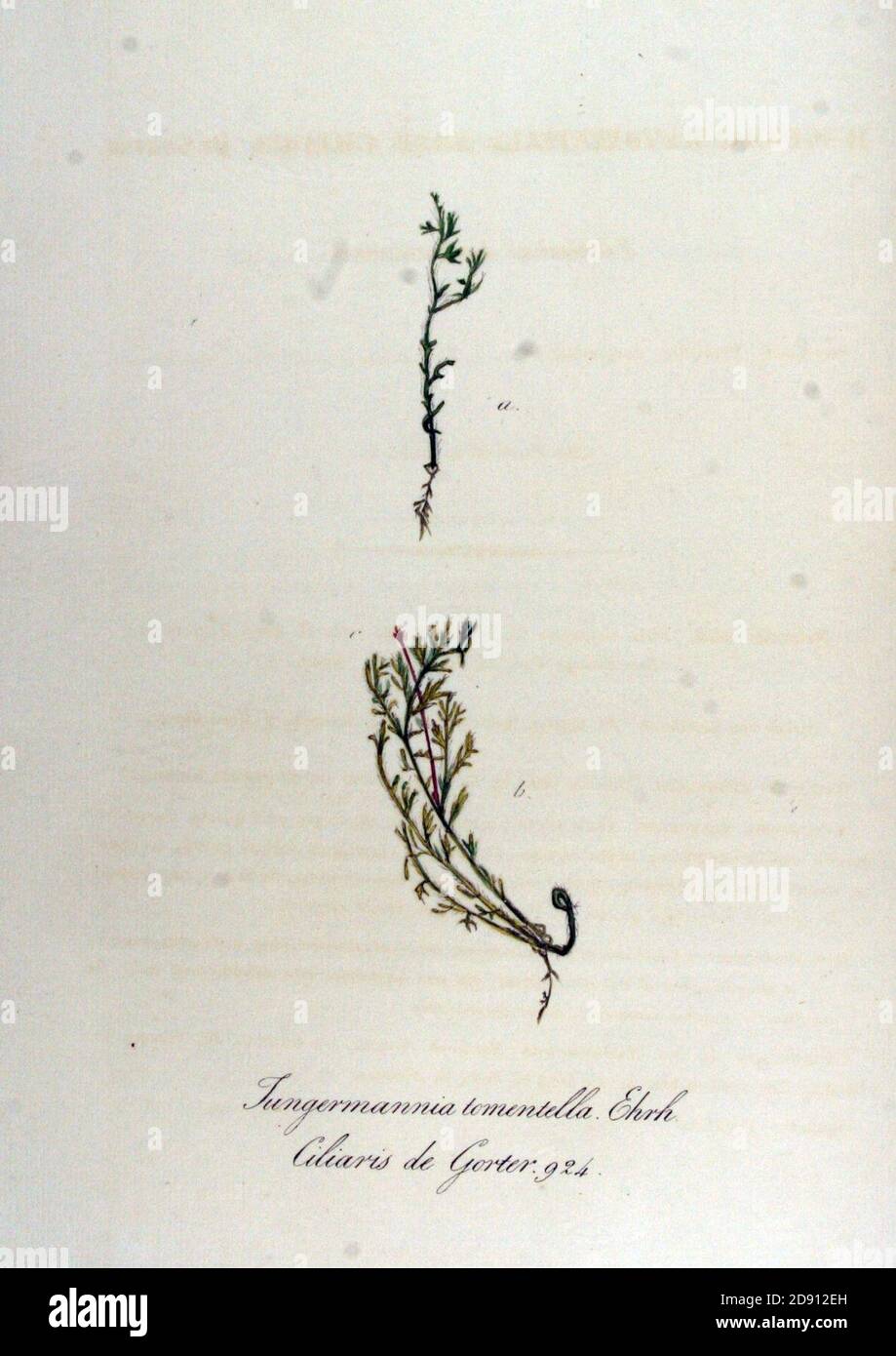Jungermannia tomentella — Flora Batava — Volume v12. Stock Photo
