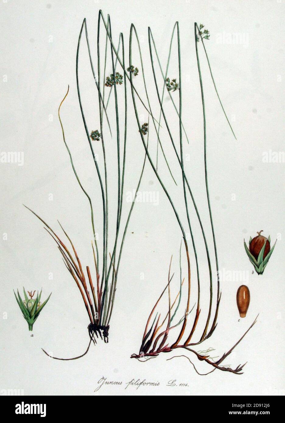 Juncus filiformis — Flora Batava — Volume v14. Stock Photo