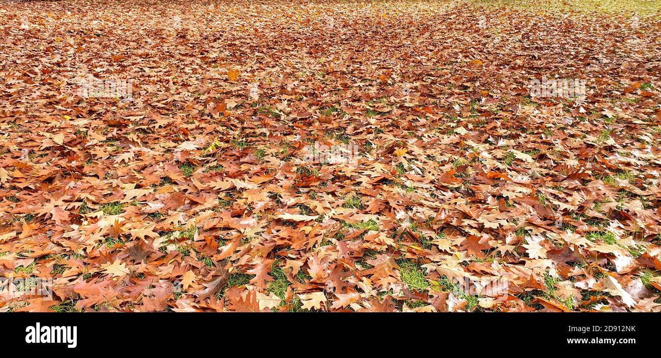 Dried leaves fallen on the ground in autumn Stock Photo - Alamy