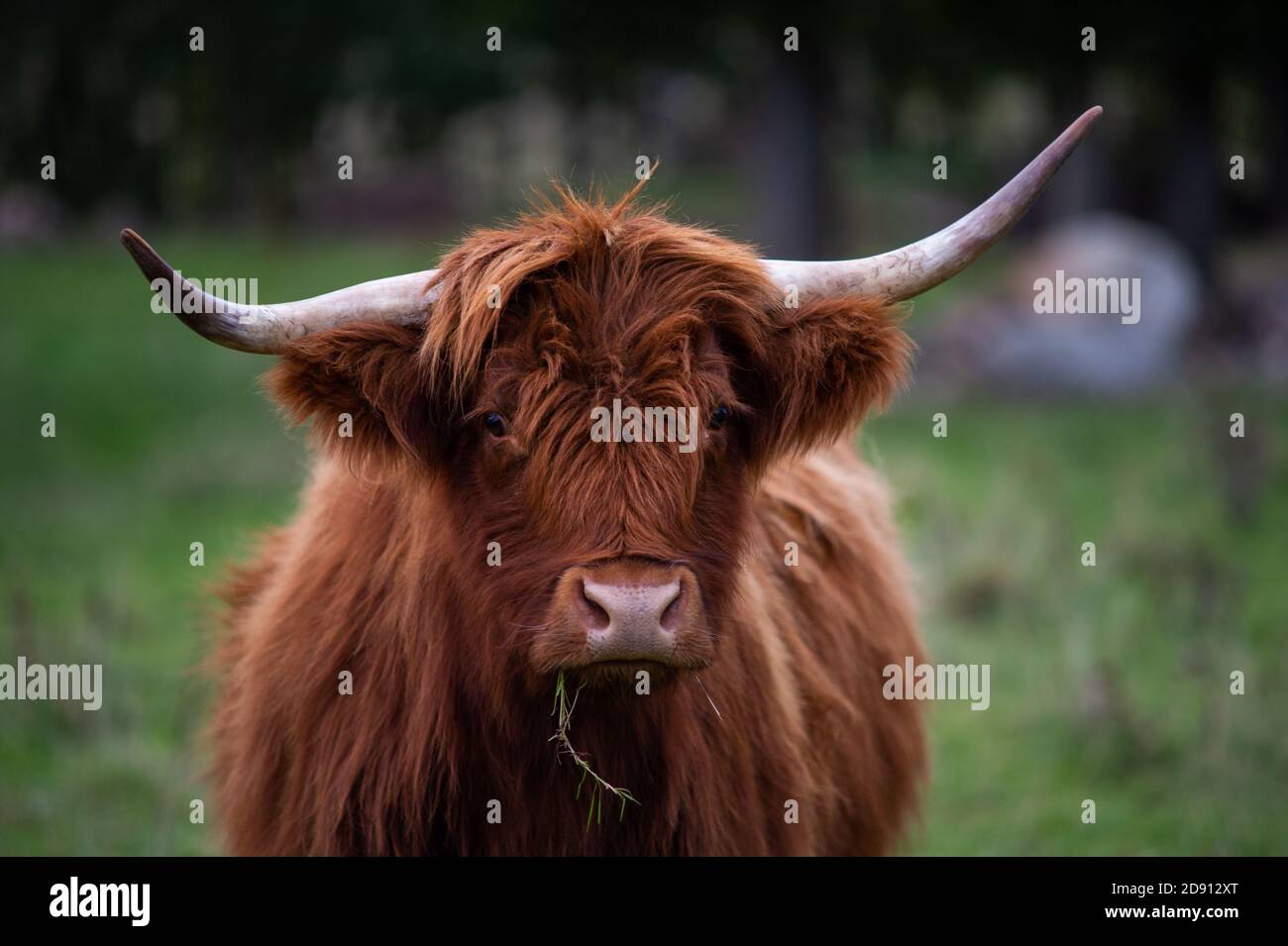 highlander cow on a field. cute and big with big horns and long hair ...