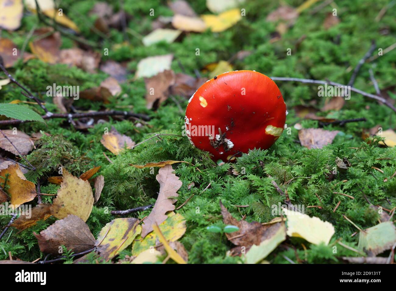 Closeup of amanita muscaria mushroom in forest. Stock Photo