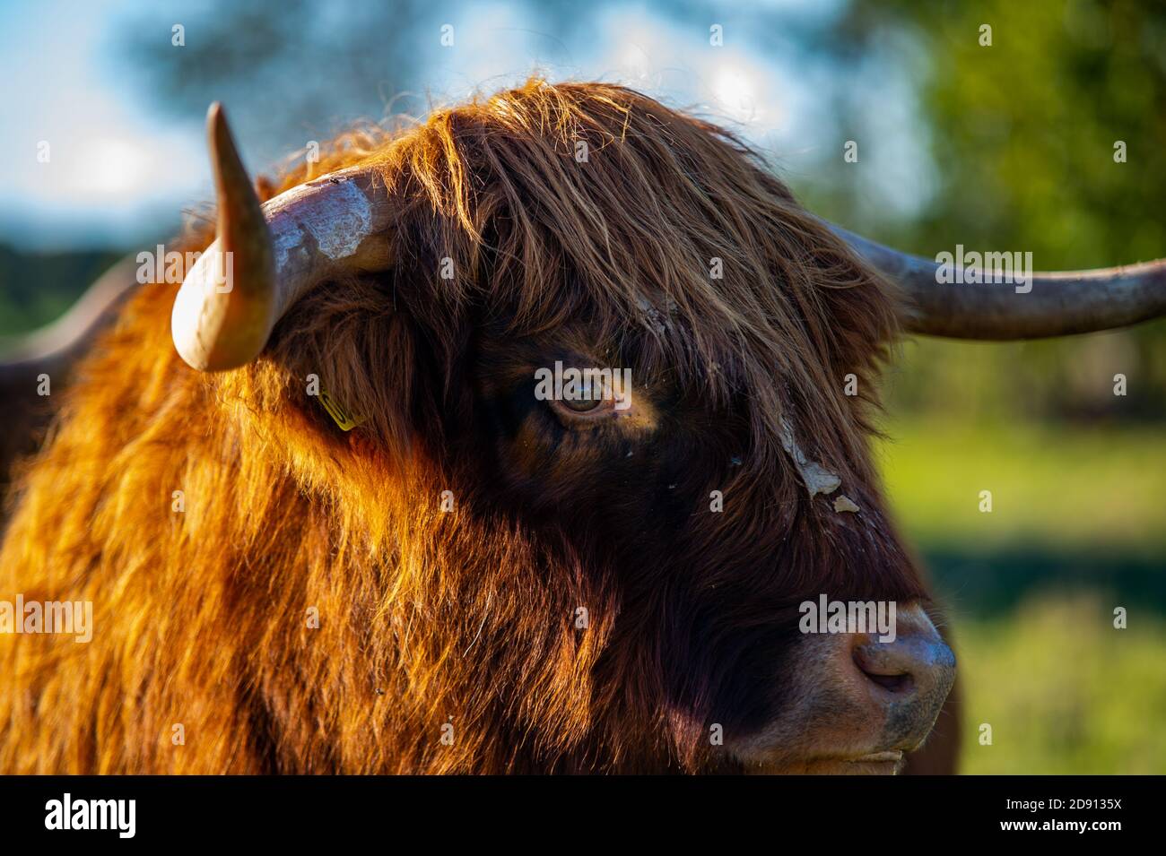highlander cow on a field. cute and big with big horns and long hair ...