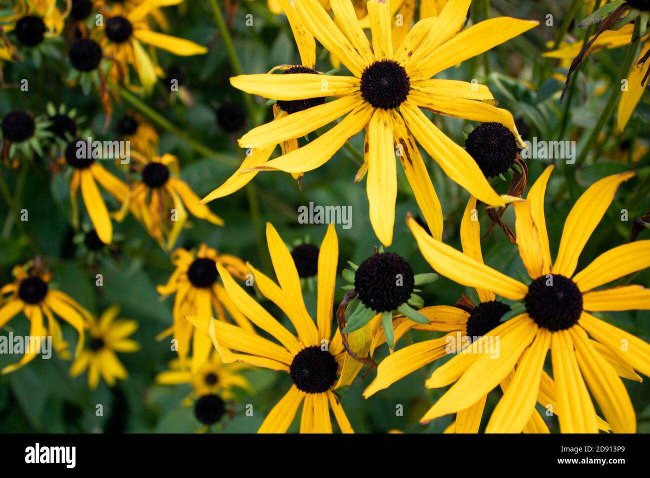 Sunflower field in Gourock Stock Photo