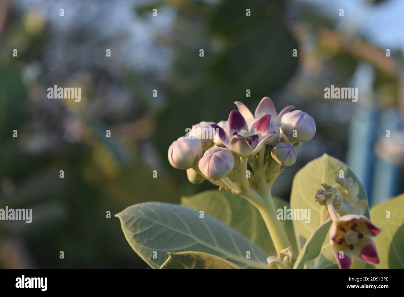 Blooming and budding giant milkweed plant in aruba Stock Photo Alamy