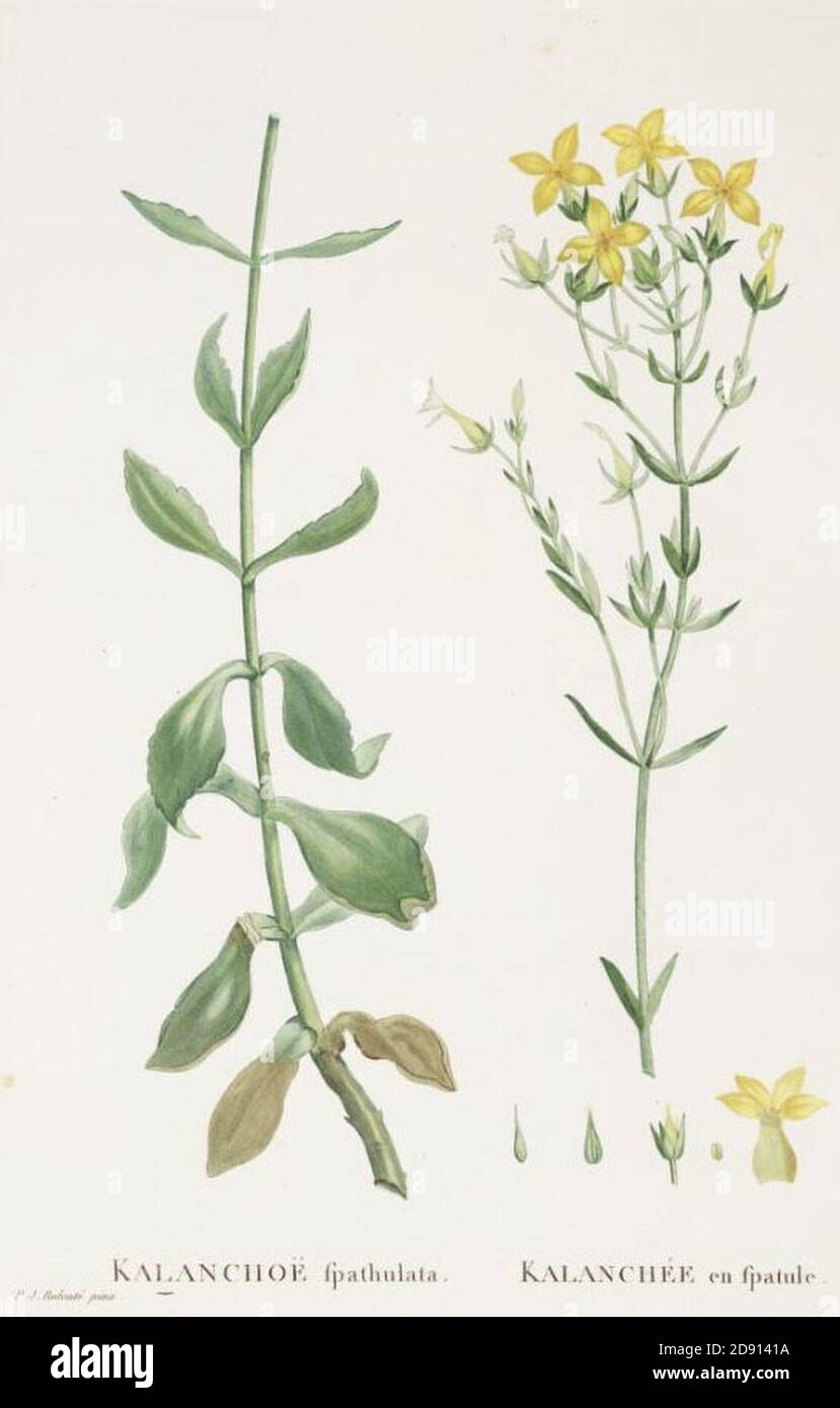 Kalanchoe spathulata Candolle-Plantarum Historia Succulentarum-Band2-Tafel65. Stock Photo