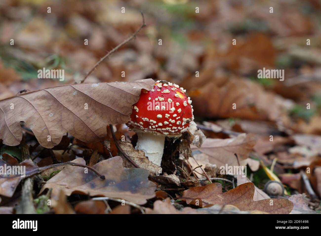 Closeup shot of Amanita muscaria mushroom in the forest. Stock Photo