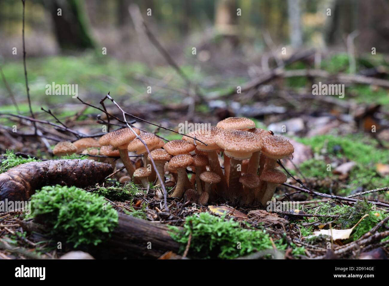 Autumn mushrooms grow in the forest on a stump Stock Photo - Alamy