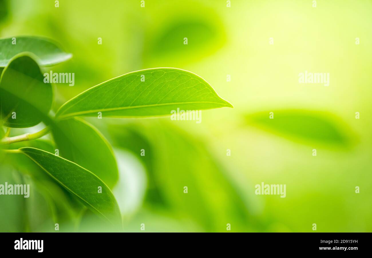 green leaf on nature greenery background in garden Stock Photo