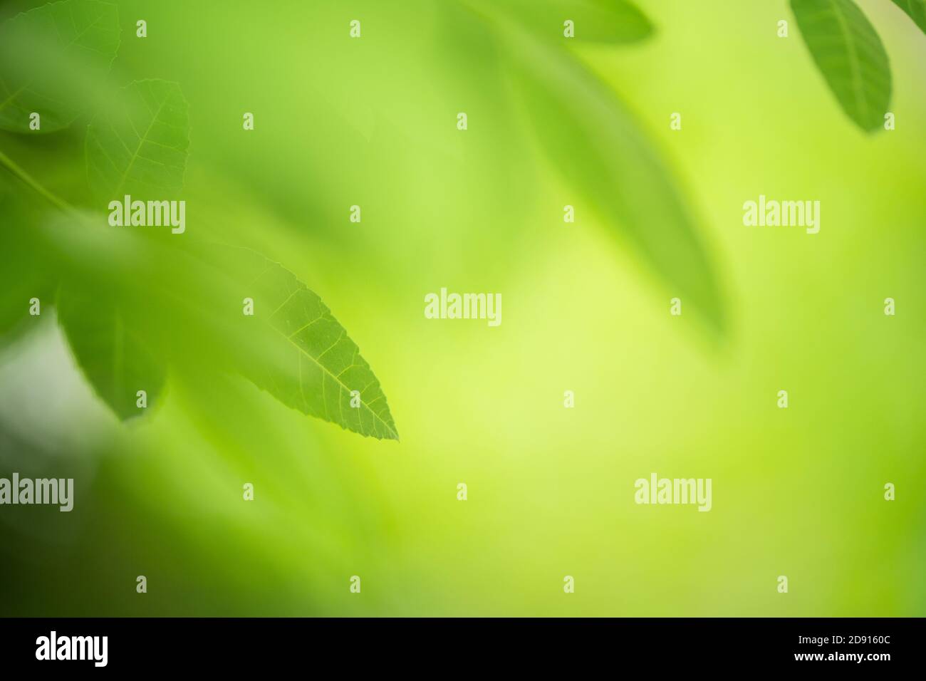 green leaf on nature greenery background in garden Stock Photo