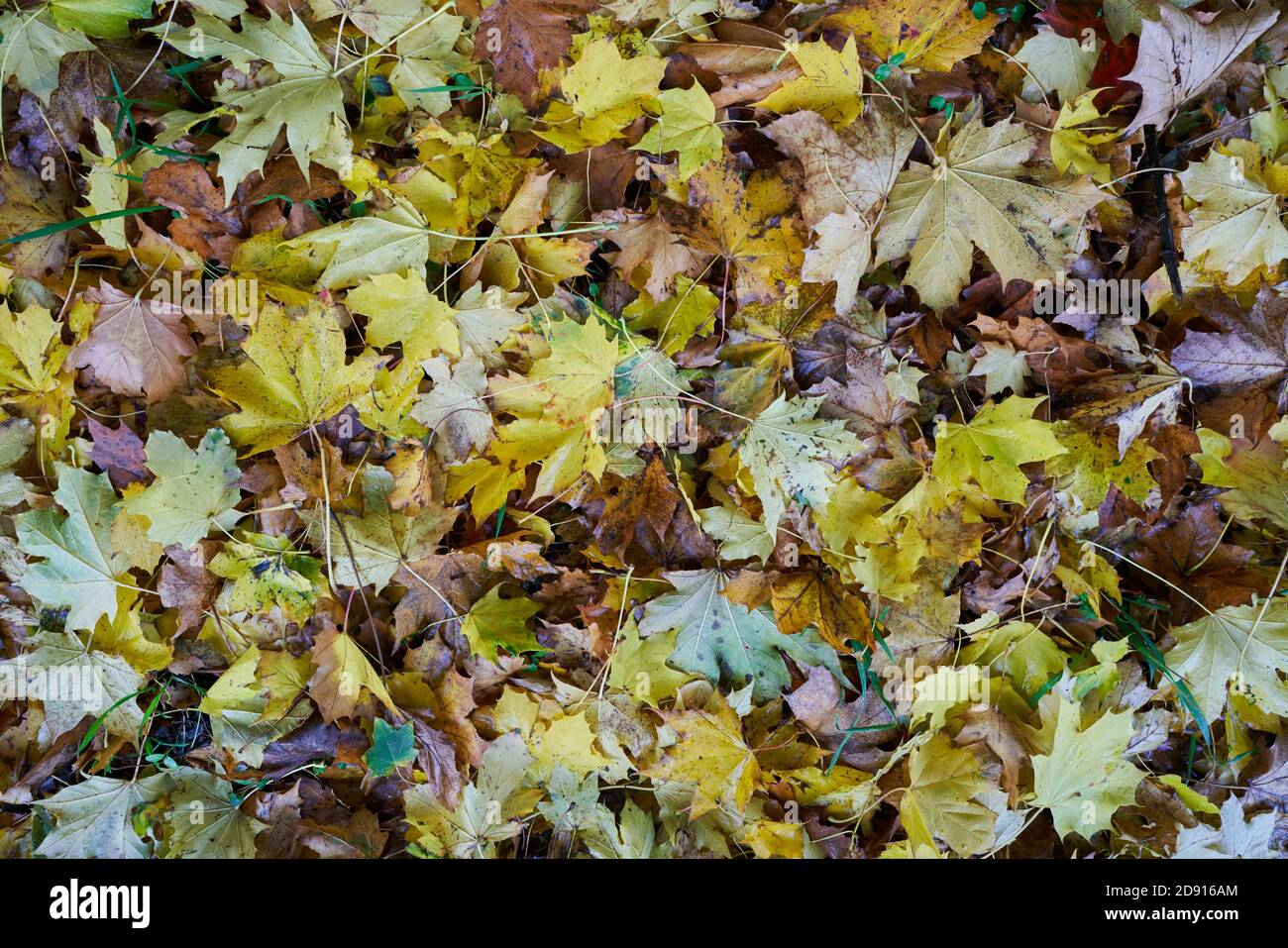 Leaves fallen to the ground. Stock Photo