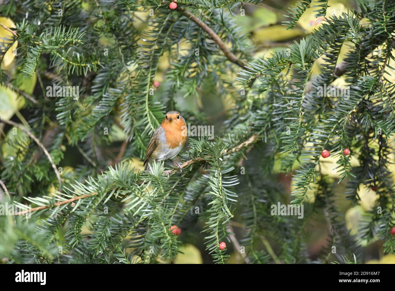 European Robin, Erithacus rubecula, in Spruce Tree Among Berries, Facing Camera on a Sunny Autumn Day in England Stock Photo