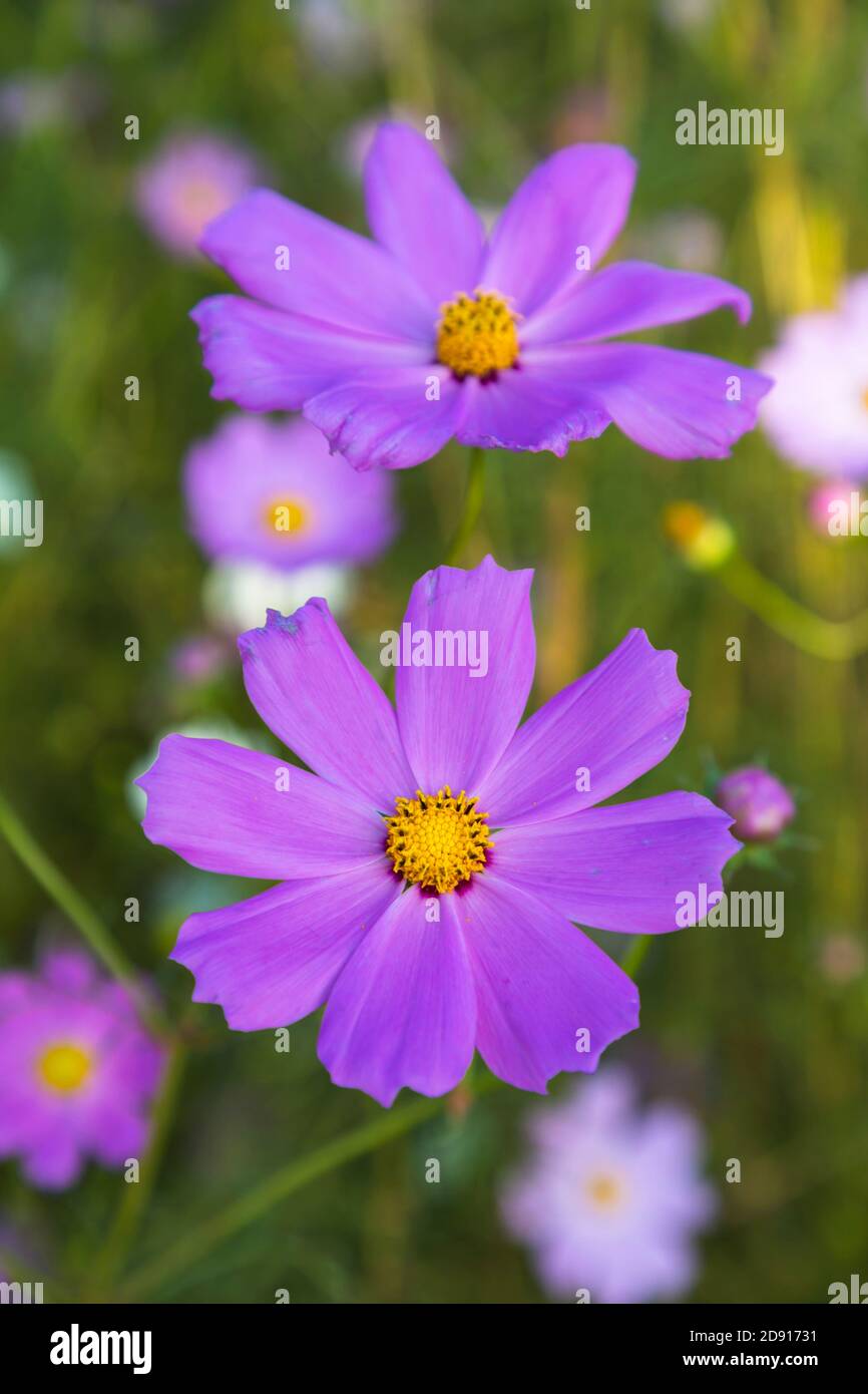 Purple cosmos flowers against green background Stock Photo - Alamy