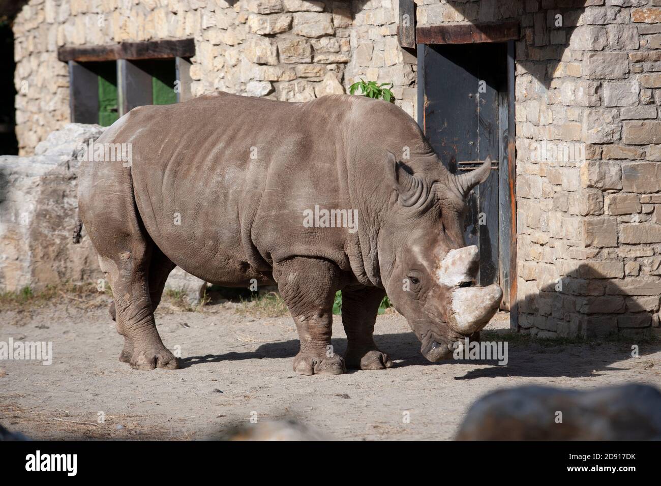 close up di un rhinoceros profile Stock Photo