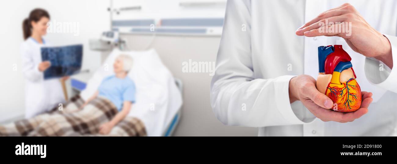 Cardiologist holding a model heart in hands. doctor's consultation for elderly patient in hospital room, background. Concept of medical support for hu Stock Photo