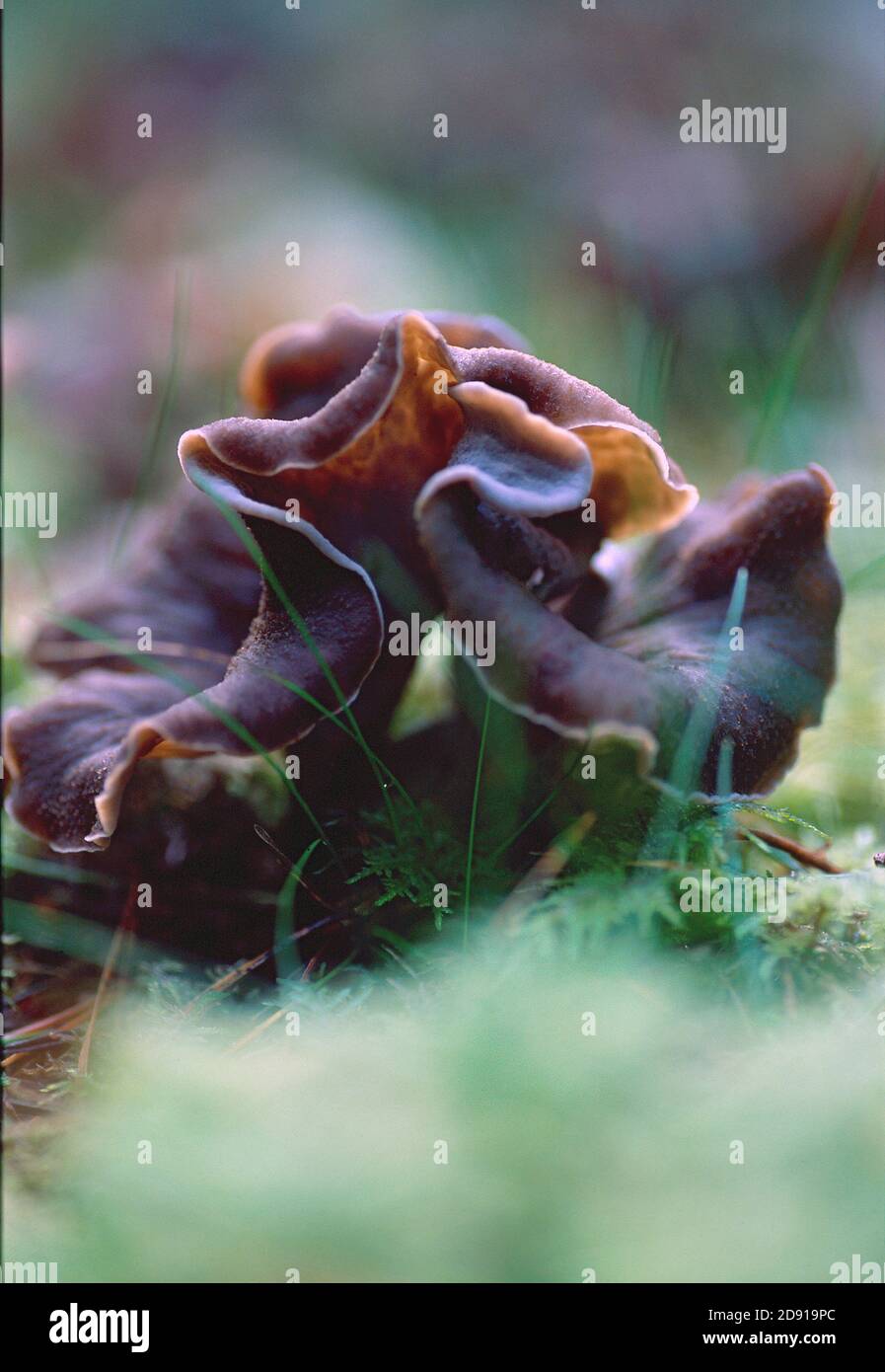 Craterellus cornucopioides edible mushrooms plants growing in nature.  black chanterelle, black trumpet etc Stock Photo