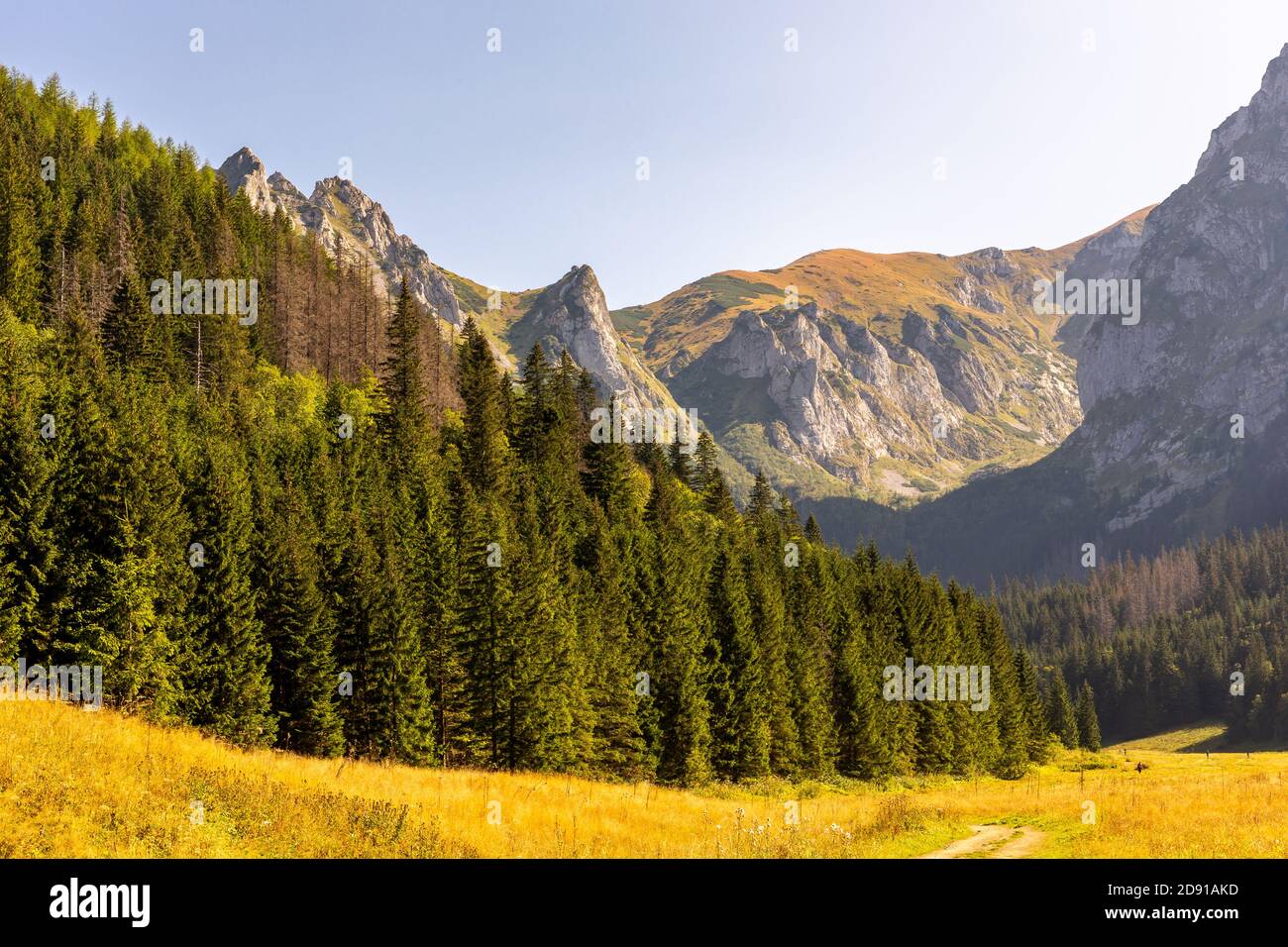 Mountain glade Wielka Polana Malolacka with pine trees and spruces in autumn, with rocky Tatra Mountains in the background, Poland. Giewont, Siodlowa Stock Photo